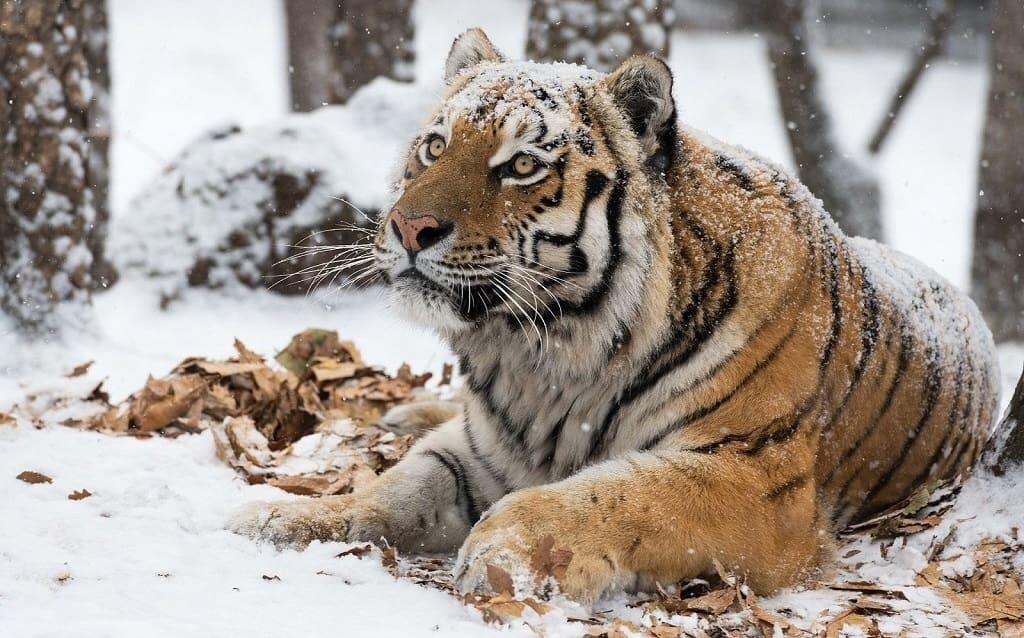 Быть ли тигру в Казахстане?