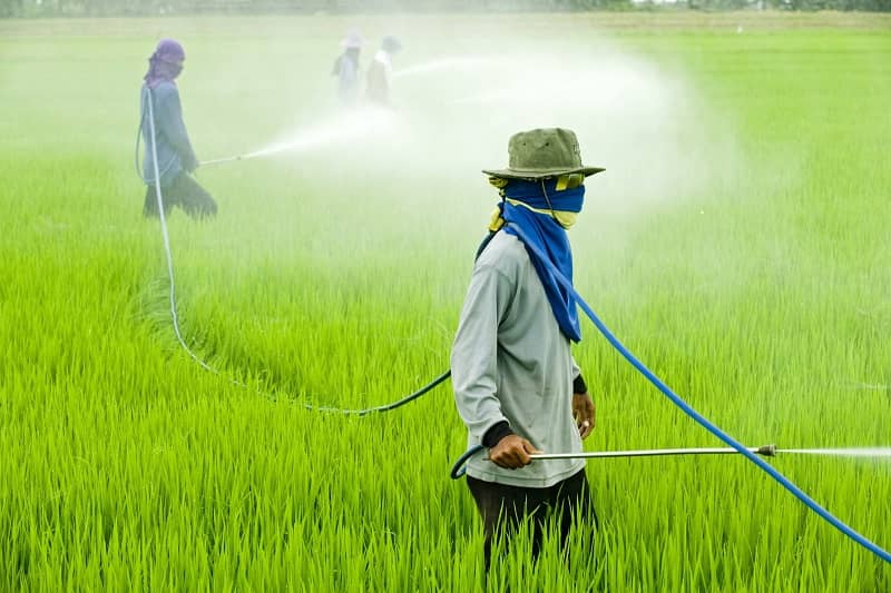 Пестициды оказывают канцерогенное и мутагенное влияние на живые организмы