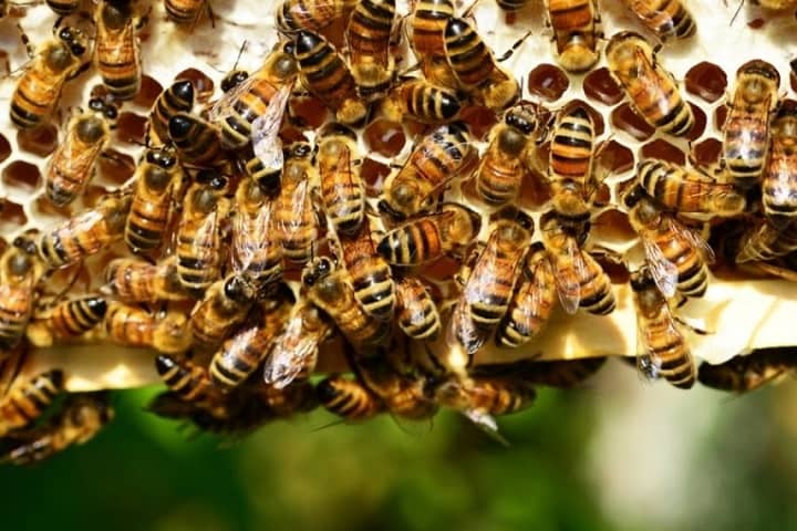 Без пчел качество жизни существенно ухудшится