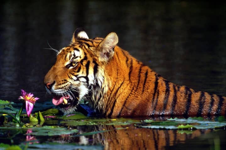 Одним из первых проектов организации была программа по защите амурских тигров