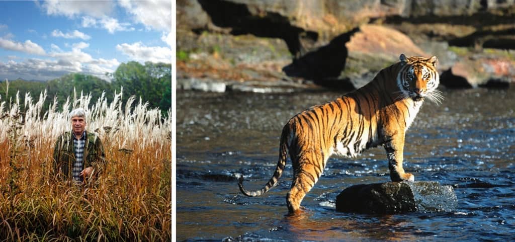 Эколог Владимир Тройнин выступил с инициативой проведения Дня Амурского тигра