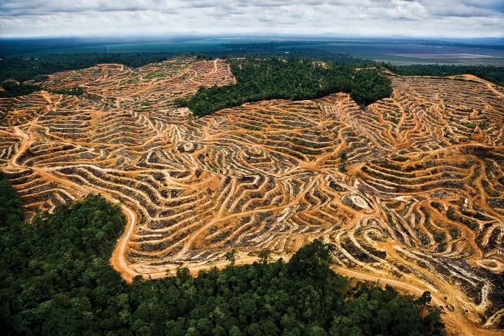 Ежегодно площадь лесов на планете уменьшается