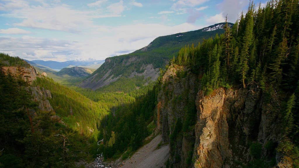 На территории Канады и Российской Федерации сегодня расположено почти 70% бореальных лесов планеты