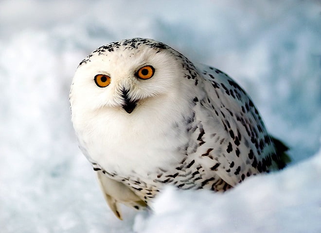 Белая сова