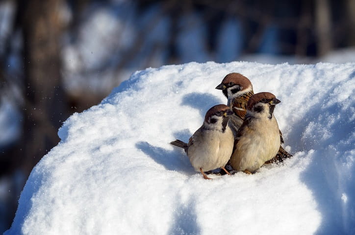 Воробьи истребляют множество насекомых