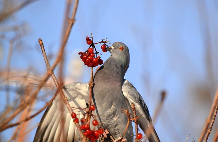 Голуби уникальны своей способностью ориентироваться