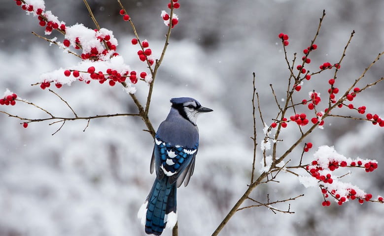 Увидеть сойку – редкая удача