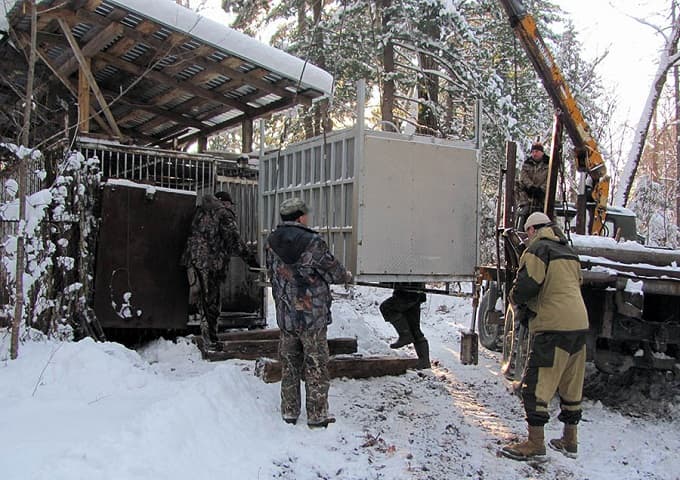 Тигра поймали на окраине Вяземского после нападения на домашних собак