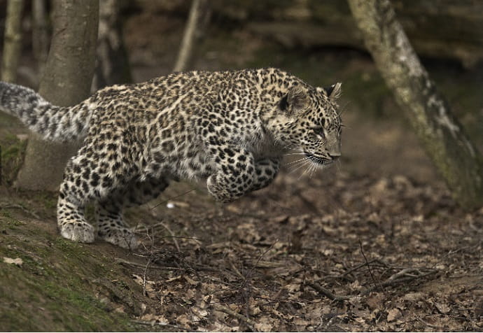 Переднеазиатские леопарды выпущены в Осетии