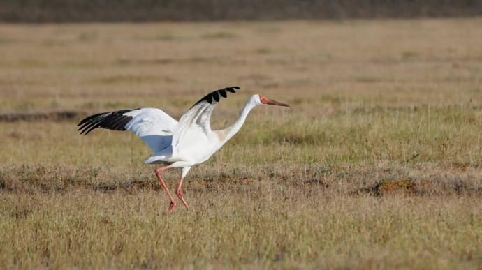 Национальный парк «Кыталык» в Якутии сохранит популяции стреха 
