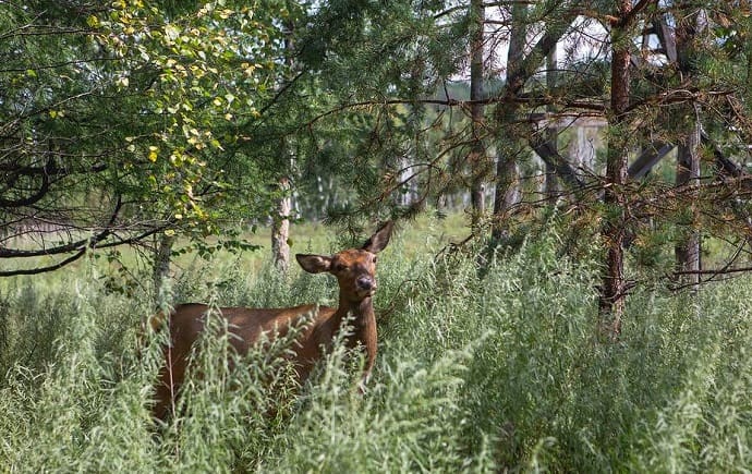 Природные заповедники и национальные парки дают защиту редким видам животных, птиц и растений