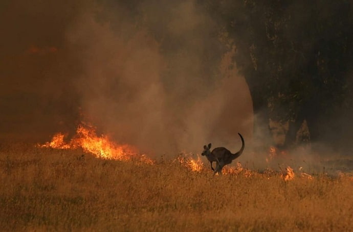 Лесные пожары в Австралии  стали самыми разрушительными