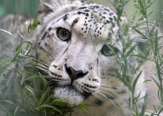 Снежный барс — грациозная белая кошка в чёрных пятнах