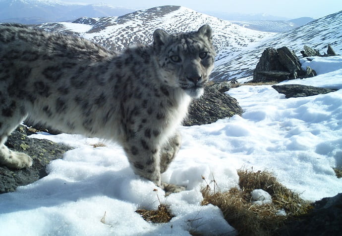 Снежный барс. Снимок с фотоловушки 