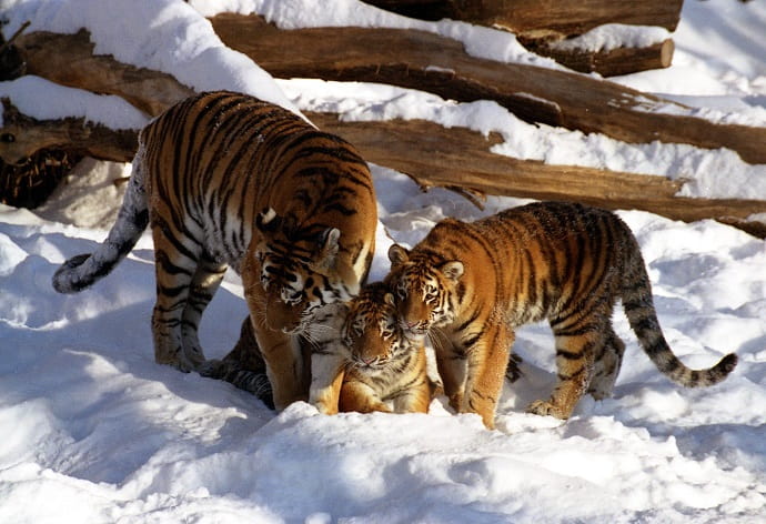 Россия поможет восстановить популяцию тигров в Центральной Азии