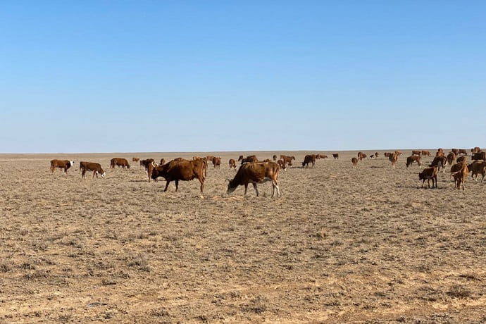В 2020 году Калмыкия потеряла в сильнейшей засухе больше половины пастбищ