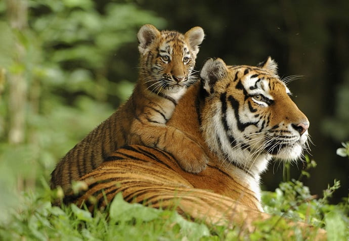 В рамках программы численность тигров планируется увеличить до тридцати пяти особей