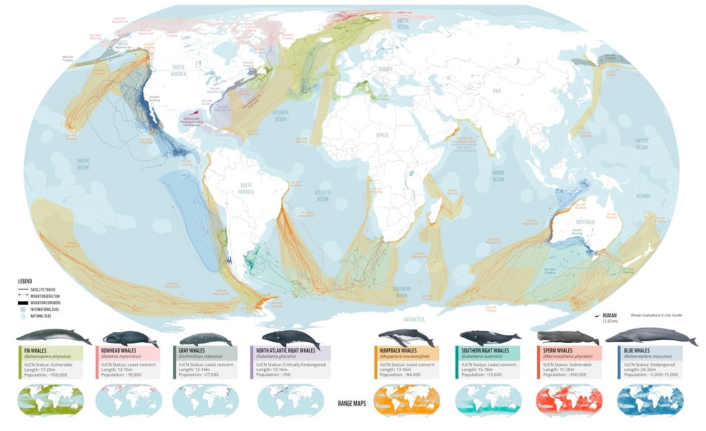 Карта «китовых магистралей» по всему миру