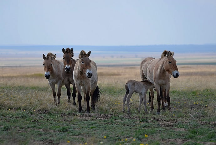 Тропа «Дыхание степи» подарит встречу с лошадьми Пржевальского