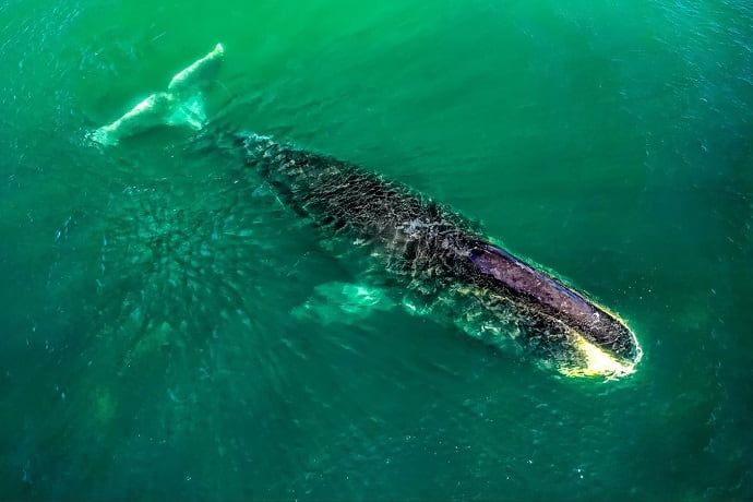 За гренландскими китами можно наблюдать летом на Шантарских островах