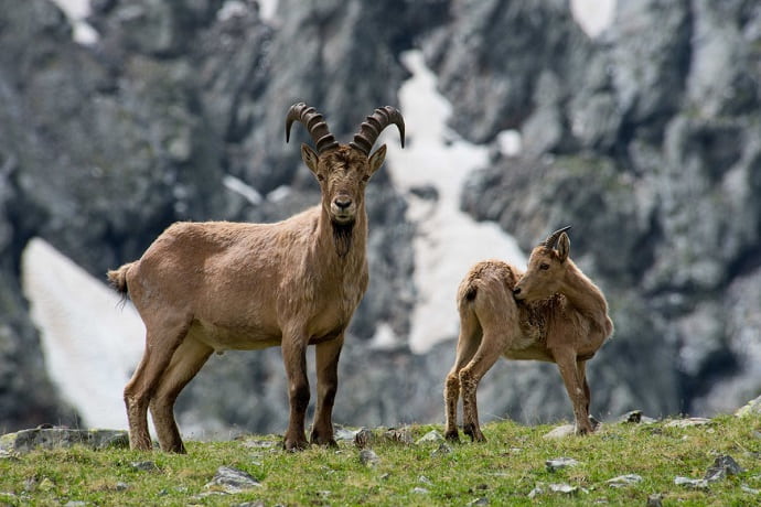 Горных козлов можно увидеть в Кавказском заповеднике