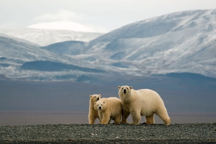 В 2023 году сохранен заповедник «Остров Врангеля» в Арктике