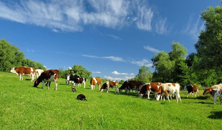 Белоруссия занимает третье место в мире по экспорту масла, 4 – молока и 6 – сыра