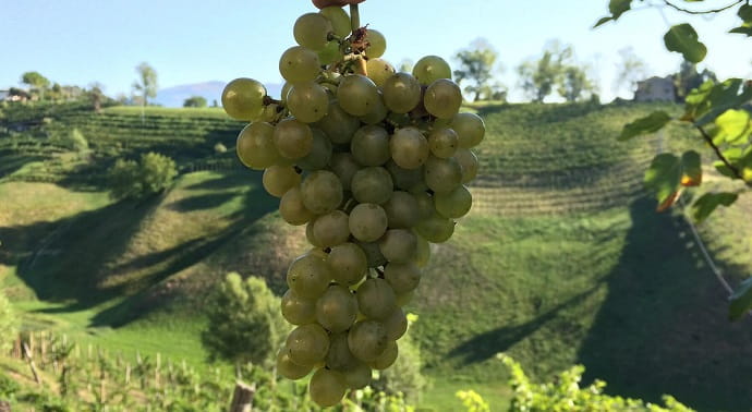 Все вина Проссеко делаются из винограда сорта Глера