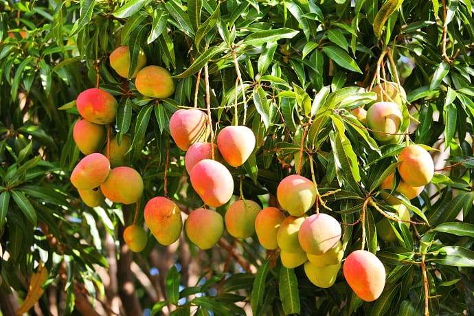 В манго содержится 20% суточной нормы клетчатки