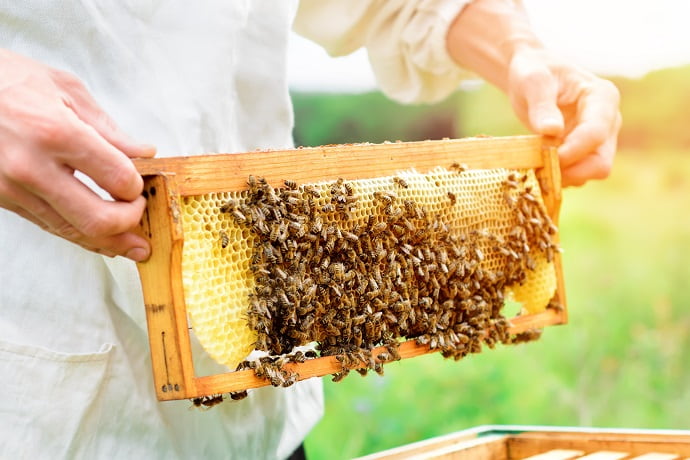 Мёд сам по себе – продукт натуральный, потому что его делают пчёлы