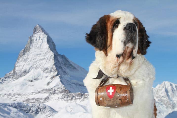 Сенбернар Барри, символ Швейцарских Альп