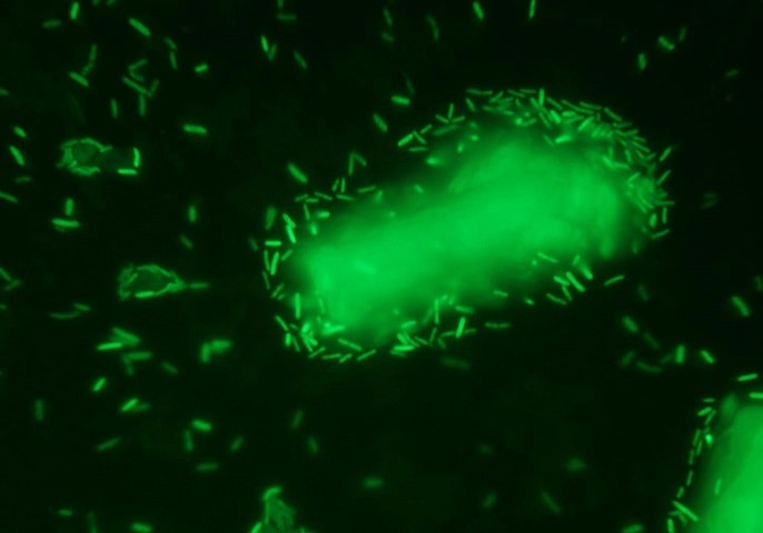 Делать бутанол из целлюлозы способна бактерия TG57
