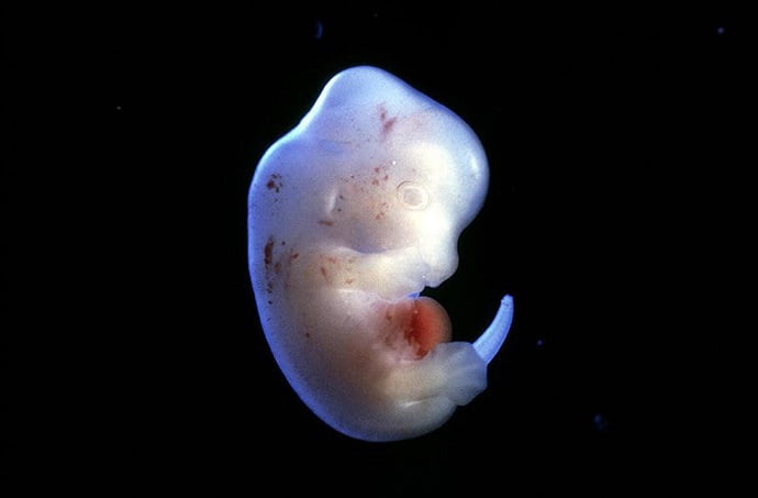 Японский ученый планирует ввести клетки человека в эмбрионы мышей и крыс