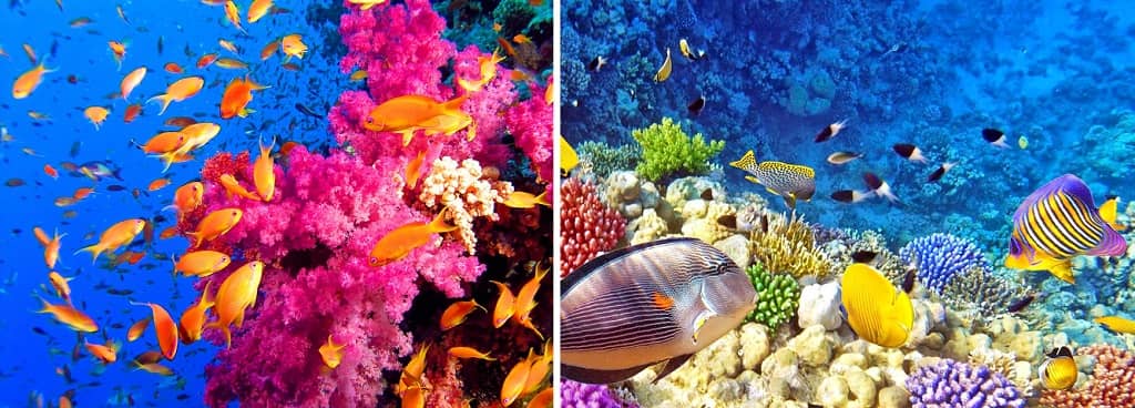 Тропический подводный мир Красного моря считается самым богатым в Северном полушарии