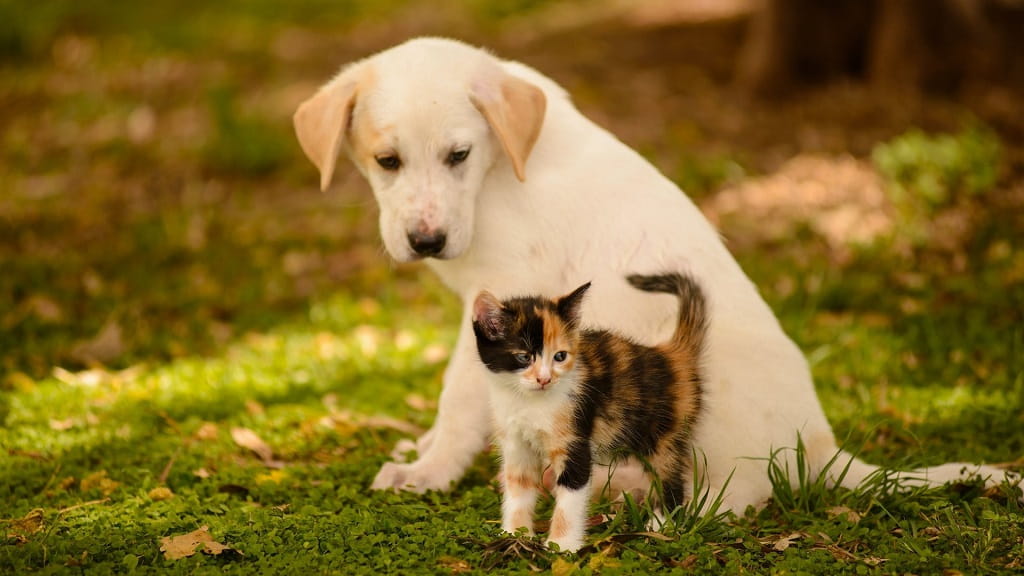 День домашних животных: им нужны наши любовь и защита!