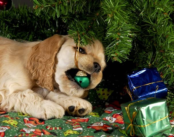 По восточному календарю 2018 – год Желтой Земляной Собаки, фото WEB