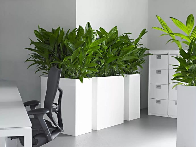 Даже одно живое растение в кабинете освежит пространство и поднимет настроение