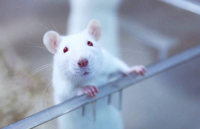 Крыса — существо шустрое, хитрое и прозорливое