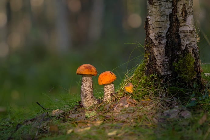 На рассвете грибы легче заметить