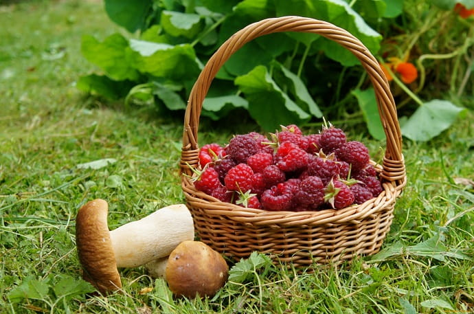 Корзинка – наилучший вариант для складывания грибов и ягод