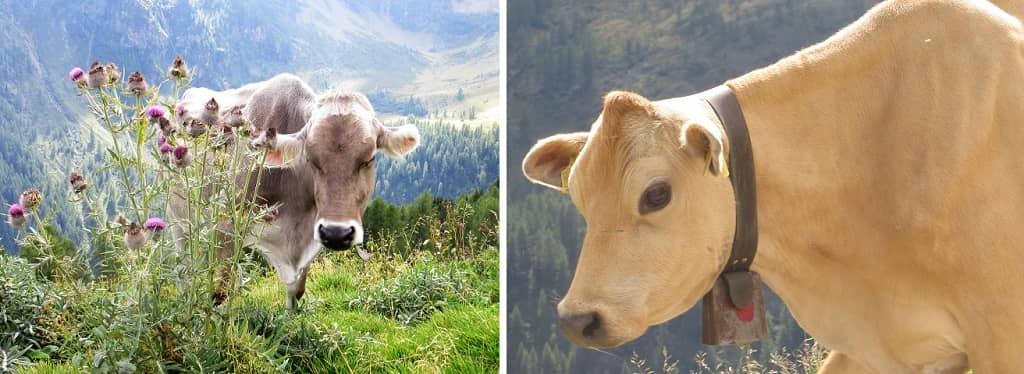 На лугах гор Доломиты всегда пасутся довольные коровы