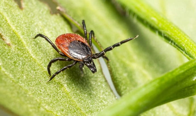 Иксодовые клещи — переносчики клещевого энцефалита