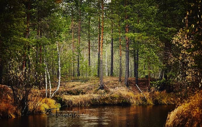 Northern Russian woods are called ”lungs of the planet”