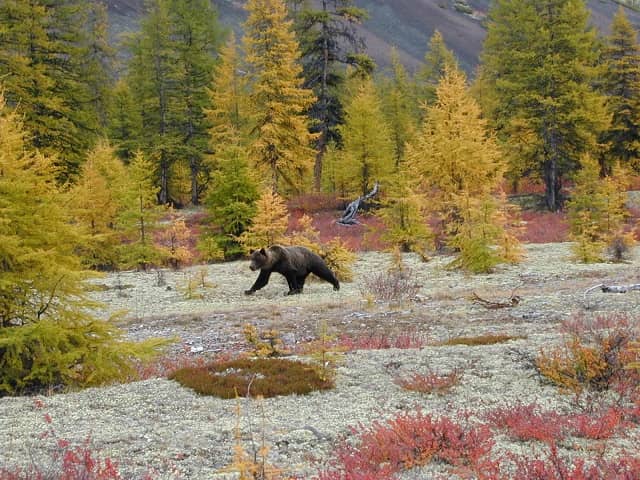 The largest is the taiga forest
