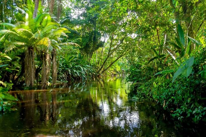 The lush green of the Amazon basin produces a fifth of the Earth's oxygen