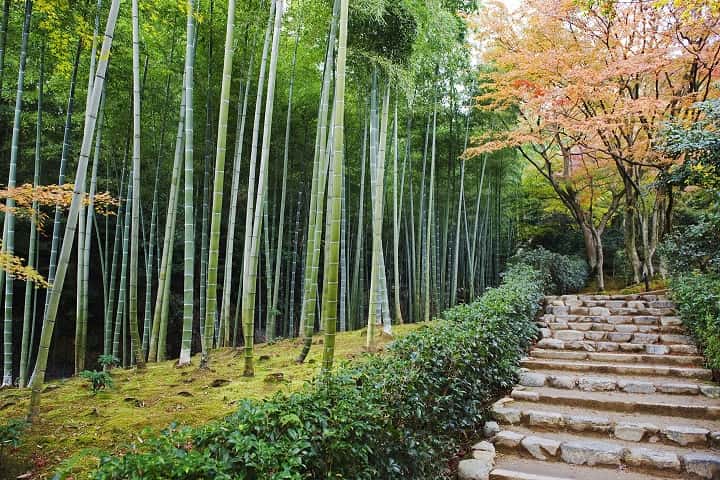 Sagano - thickets of bamboo