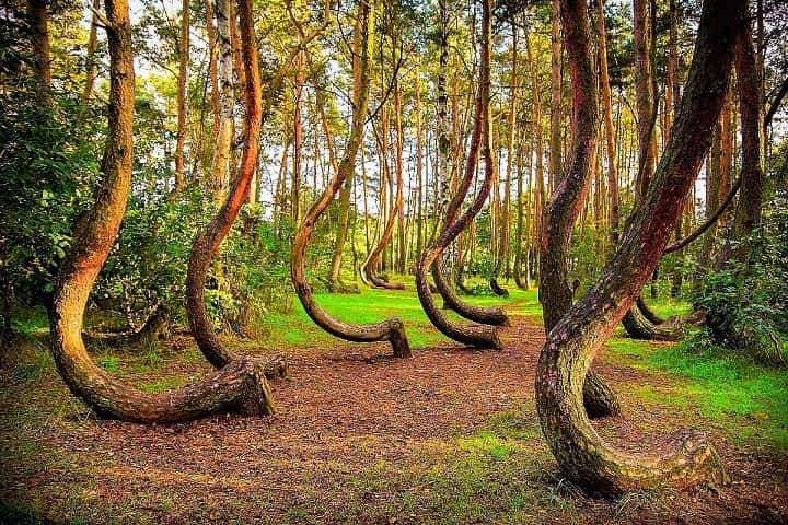 Curve Forest in Poland