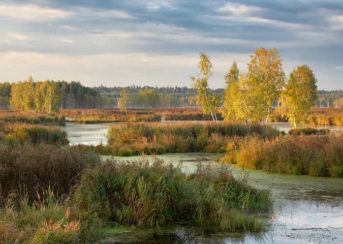 Protected Verkhneyauzsky marshes