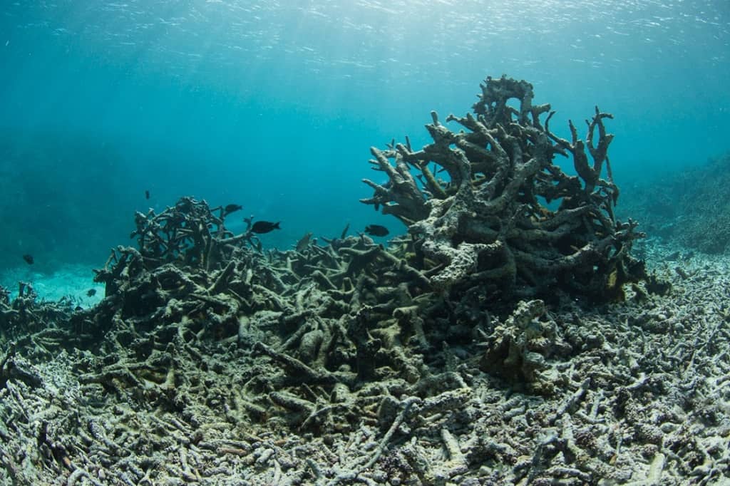 Death of Coral Reef