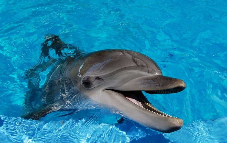 Dolphins are unique animals